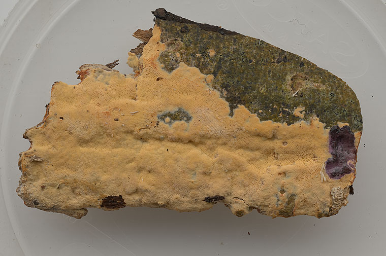 Ceriporia aurantiocarnescens